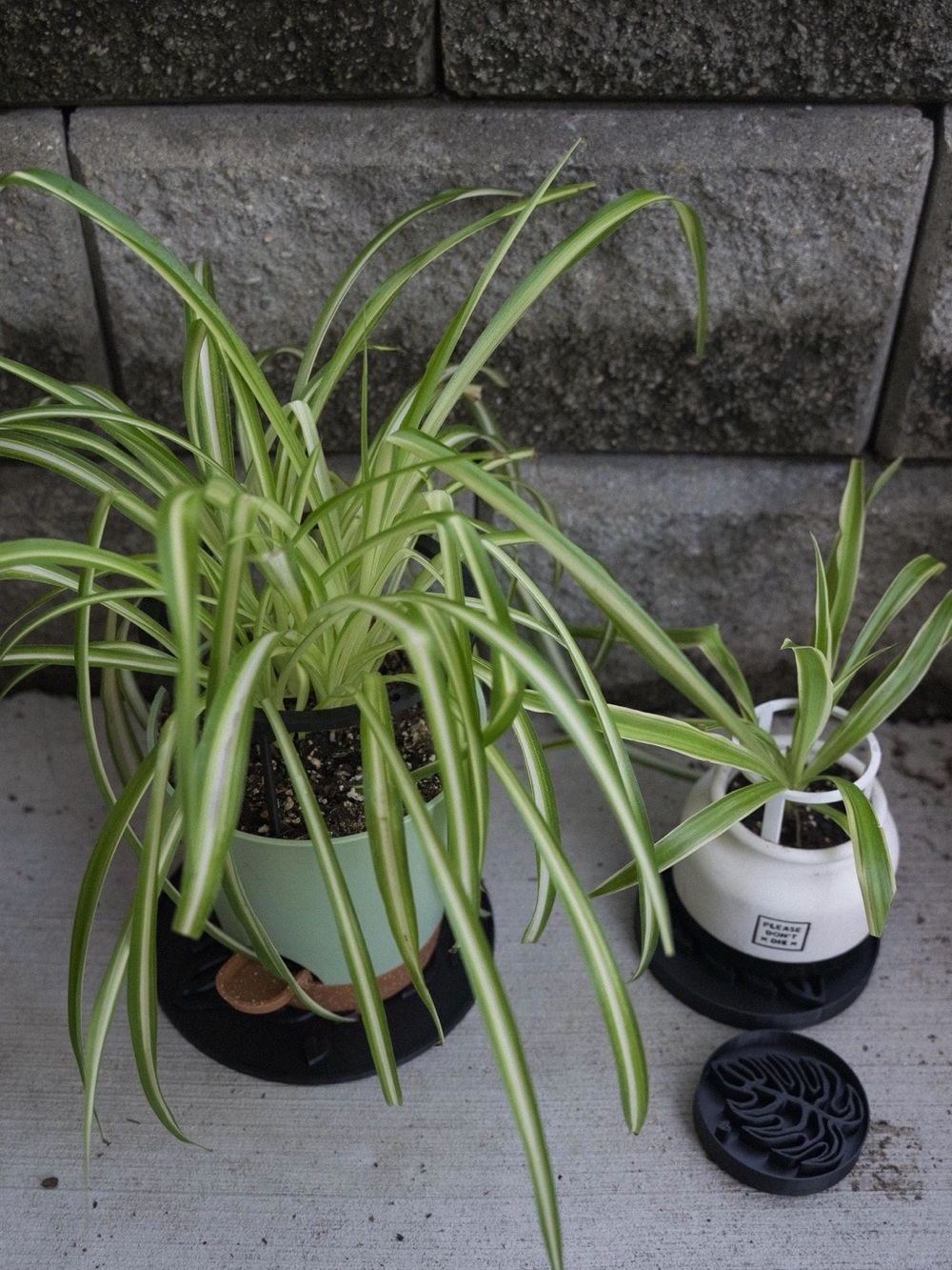 Monstera Leaf Plant Saucer Tray 6” | Modern Plant Drip Tray - medium - Picture 4 of 4
